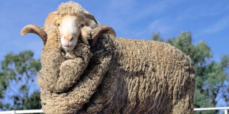 Merinoschafe haben zuchtbedingt viele Hautfalten.