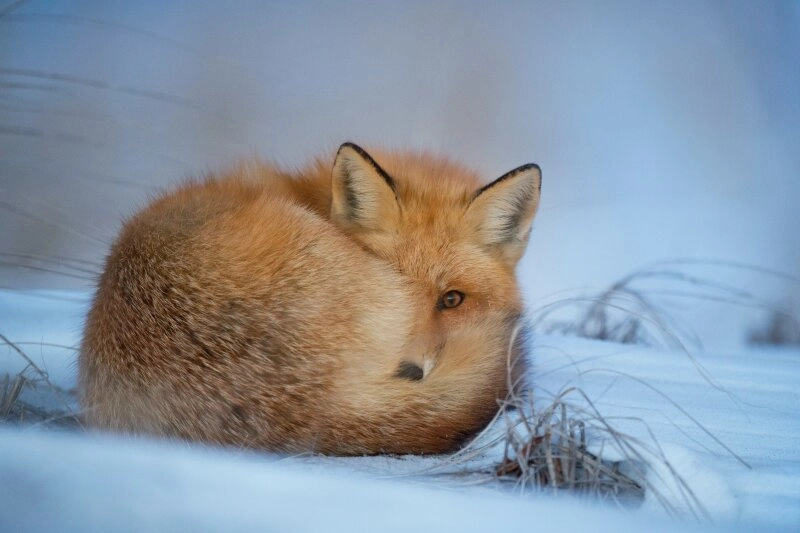 Auch Wildtiere leiden unter den von uns entfachten Feuerwerken.