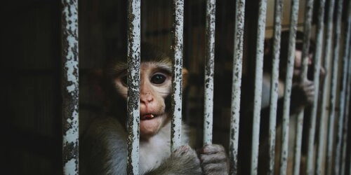 Zoos: Tierschutz oder Show?