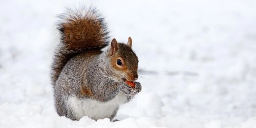 Winterstarre, Winterschlaf & Co.: So trotzt die Natur der Kälte!