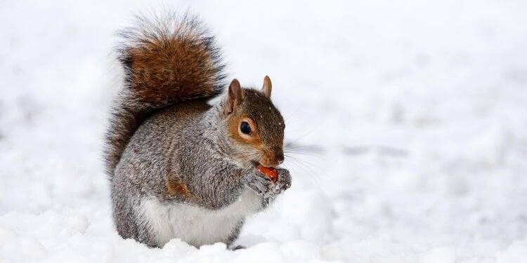 Für einen kleinen Snack unterbricht das Eichhörnchen seine Winterruhe.