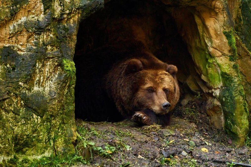 Zu den Winterruhlern gehört auch der Braunbär.