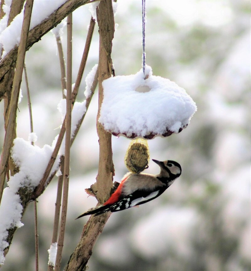 Auch der Specht freut sich über einen Meisenknödel im Winter.