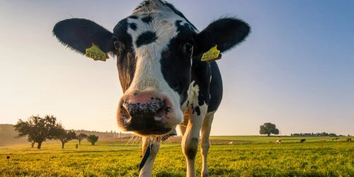 Ernährungs-Extreme im Vergleich: Carnivor und Vegan