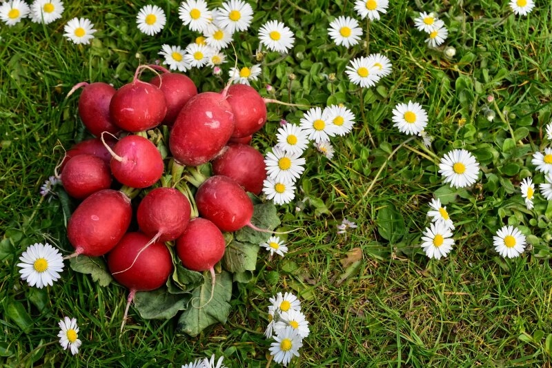 Knackig, saftig, würzig - die kleinen roten Knollen stecken voller Vit