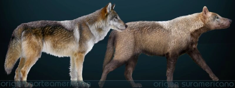 Dire Wolf mögliches Aussehen