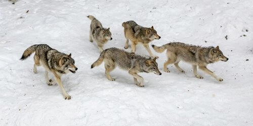 Ist der ausgestorbene Schattenwolf zurückgekehrt?