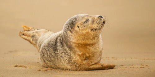 Abstand bitte! Warum Kegelrobben an der Ostsee Ruhe brauchen