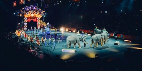Warum Tiere im Zirkus nicht lustig sind!