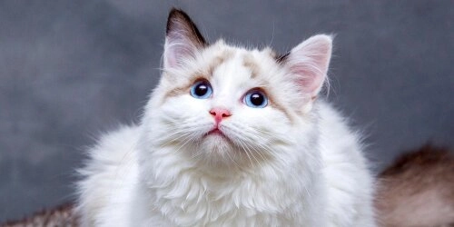 Adopt, Don’t Shop – Vorteile eines Tierheimtieres