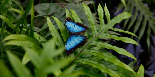 Schmetterlingsparadies im eigenen Garten – so einfach geht’s