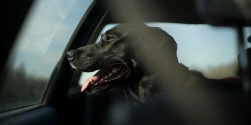 Hitzefalle Auto: Temperaturen, Recht & Erste Hilfe für deinen Hund